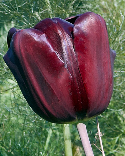 Tulipán triumph Mascara 12/+, 100 kusov